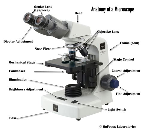 Microscope .
